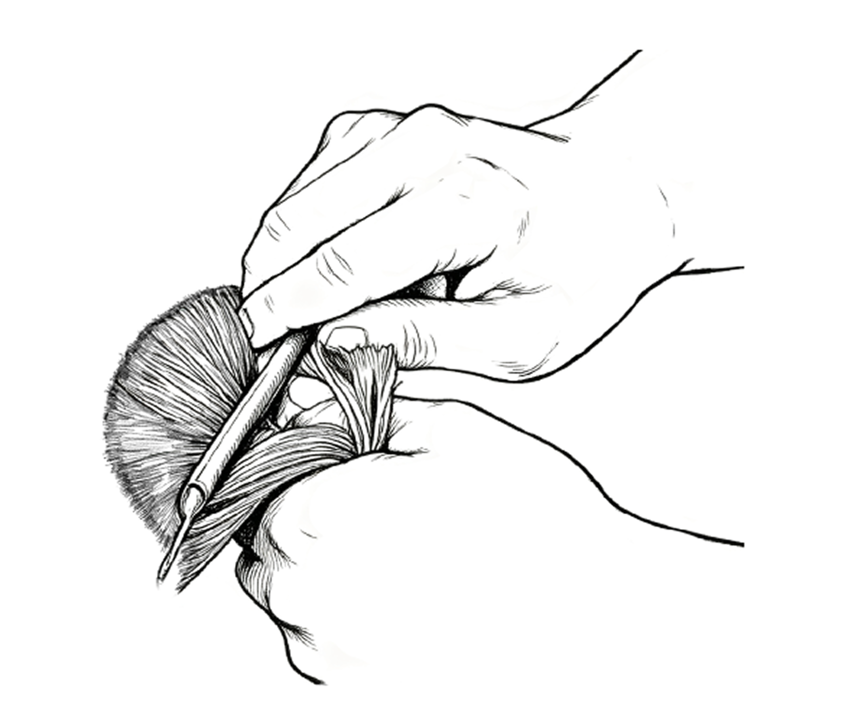 Peinado de Pelo
